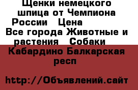 Щенки немецкого шпица от Чемпиона России › Цена ­ 50 000 - Все города Животные и растения » Собаки   . Кабардино-Балкарская респ.